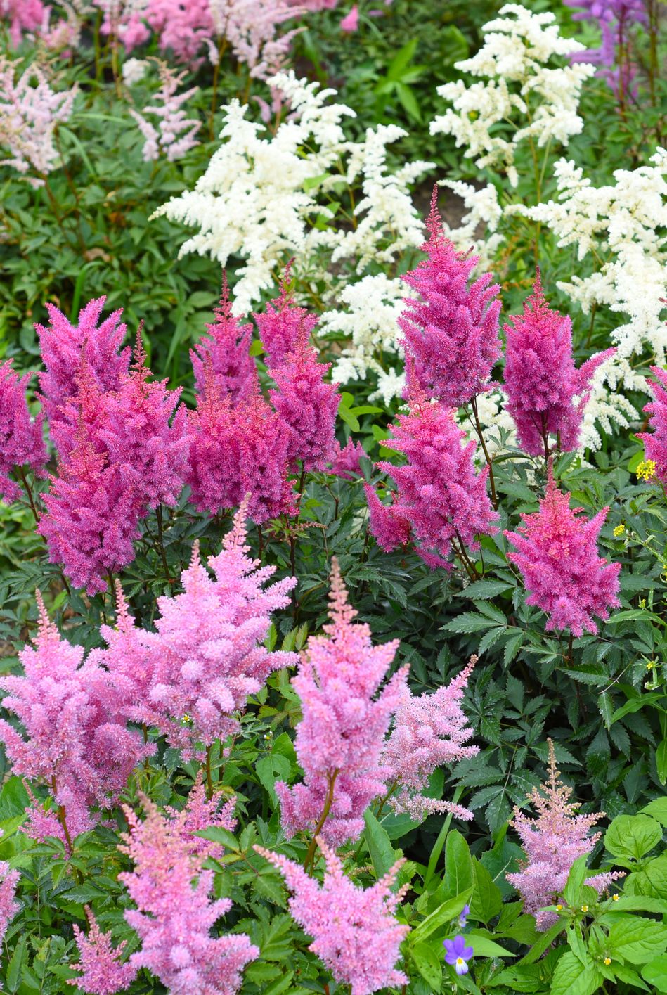 best shade perennials astilbe