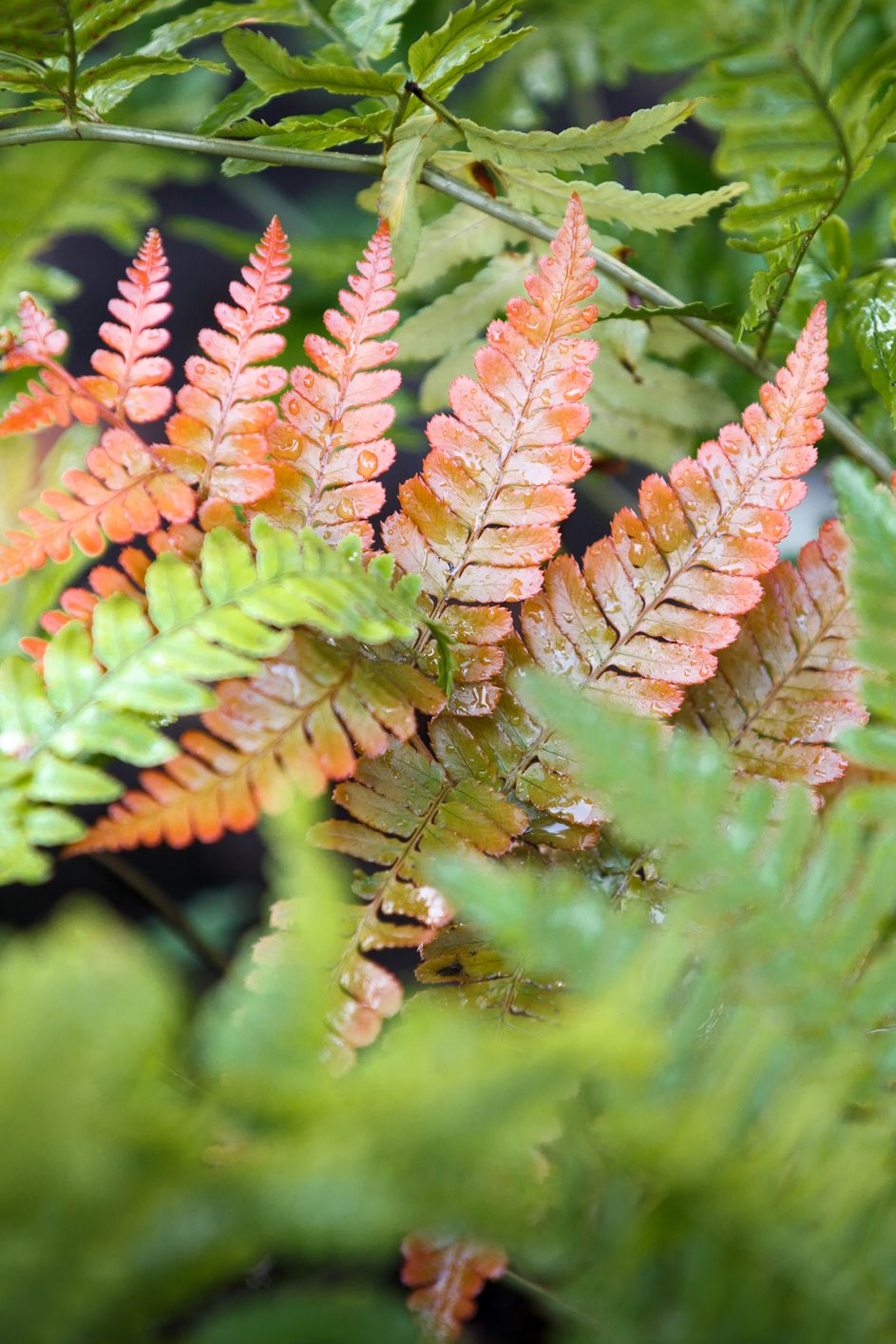 best shade perennials autumn fern