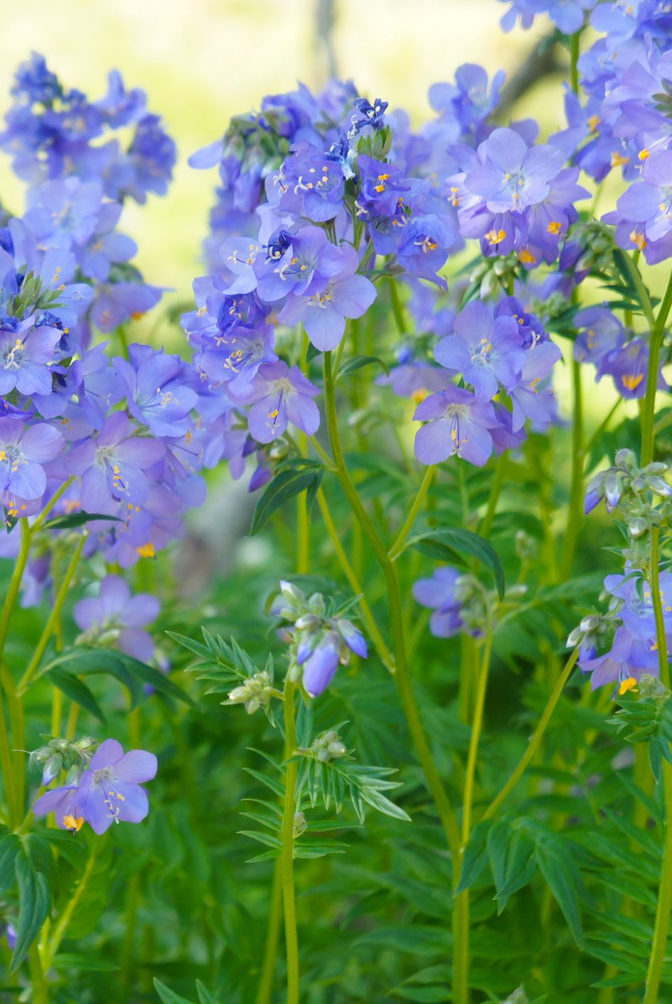 best shade perennials jacob's ladder