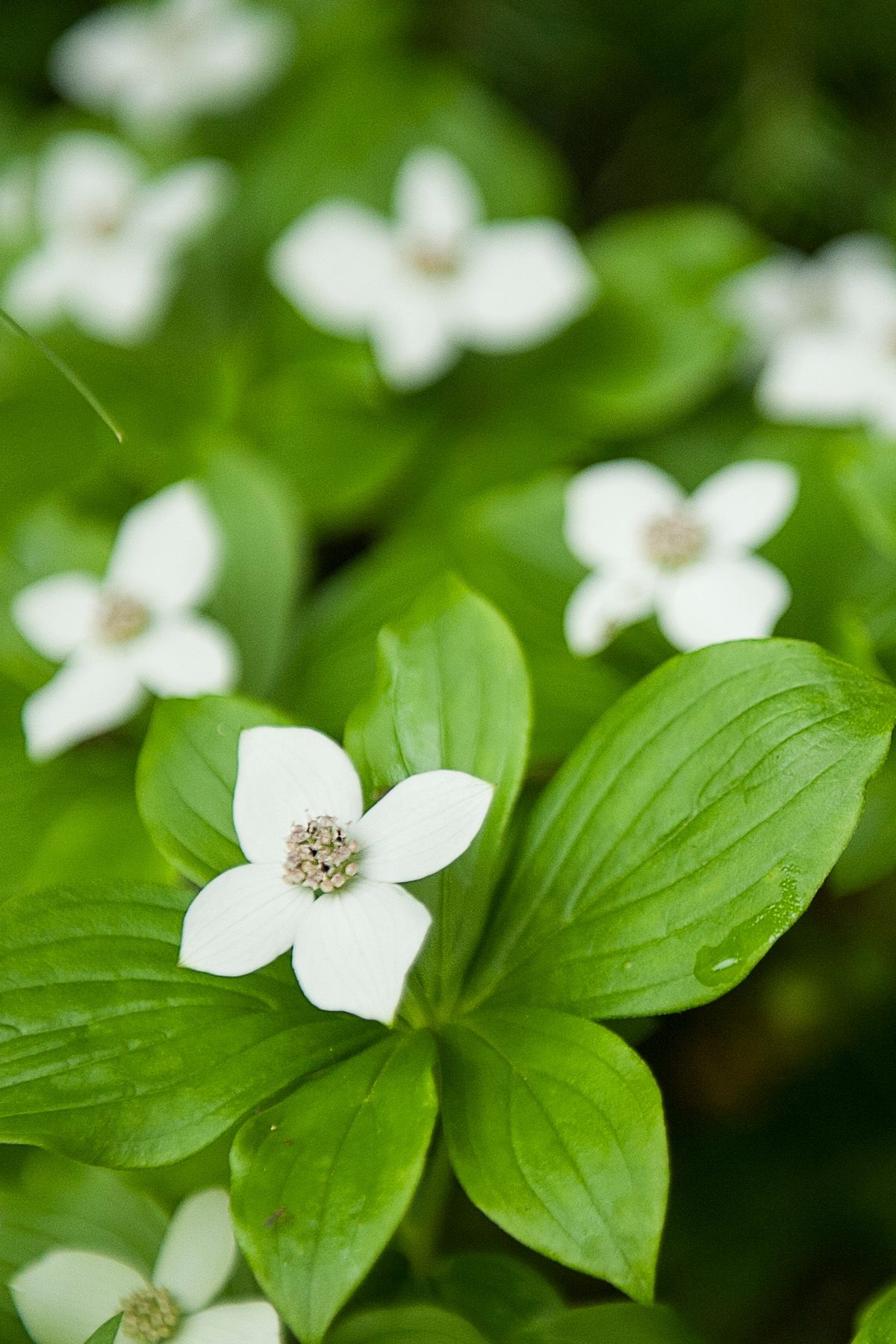 bunchberry shade perennials backyard garden