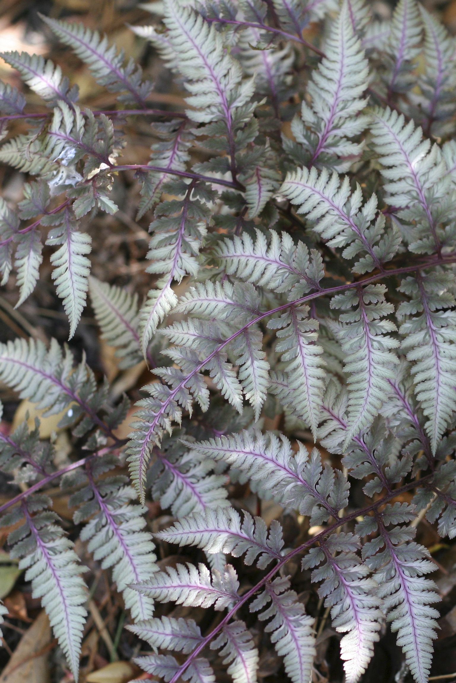 best shade perennials japanese painted fern