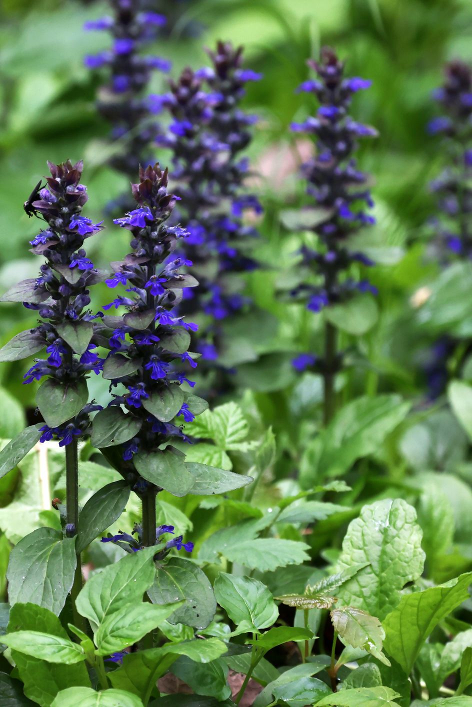 best shade perennials bugleweed