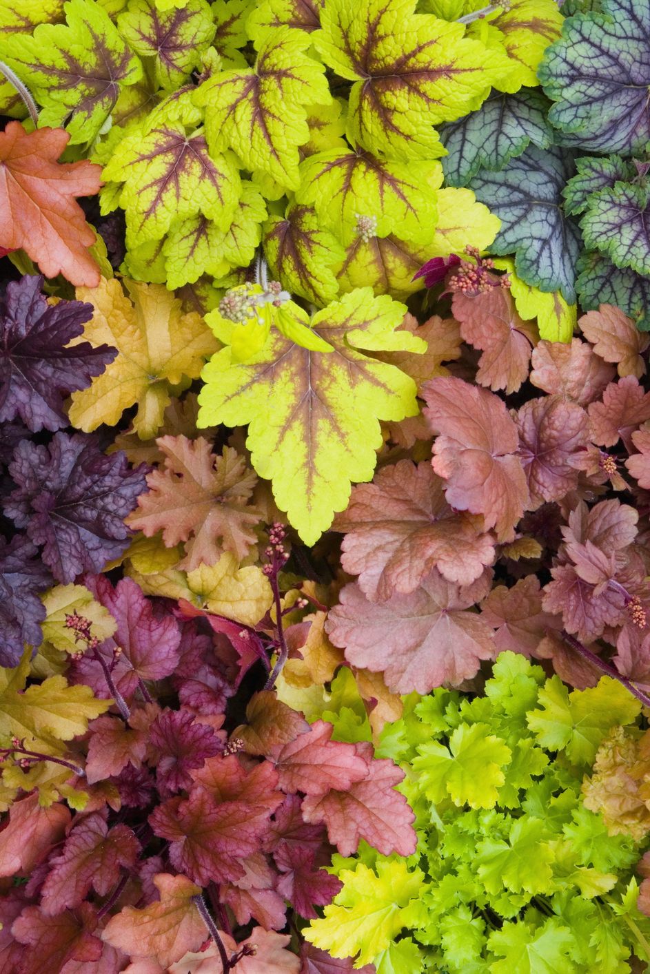 best shade perennials coral bells