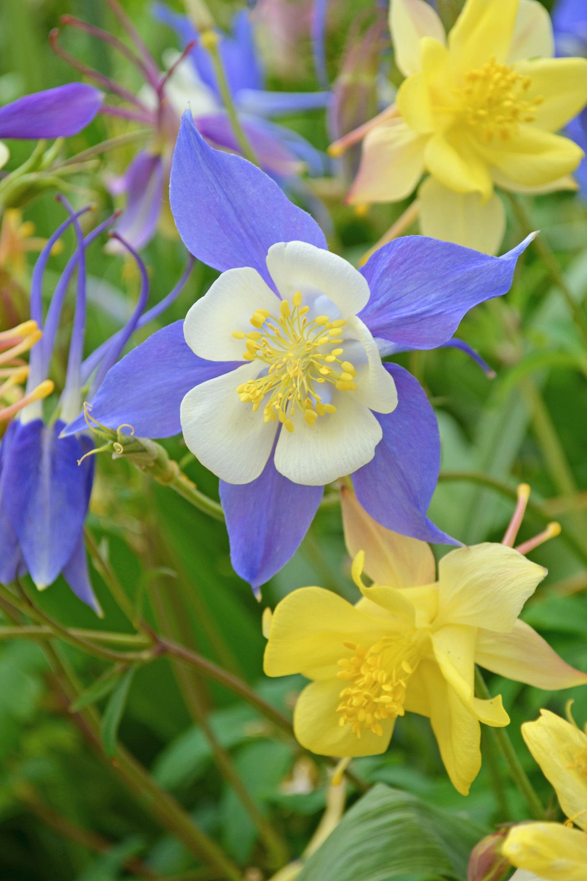 columbine shade perennials backyard garden