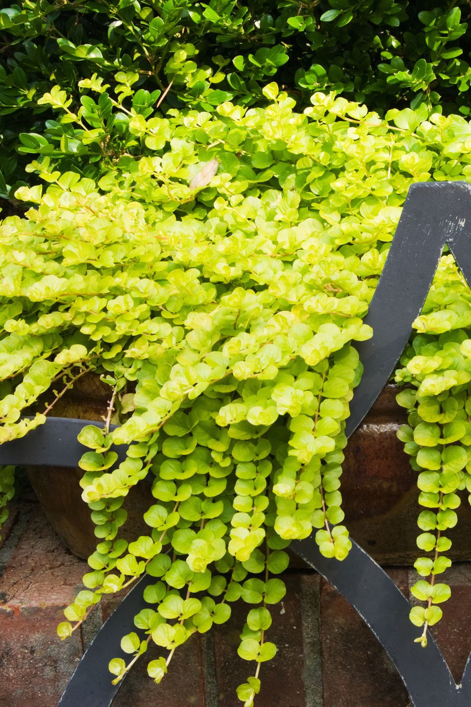 creeping jenny lysimachia aura trailing plant shade perennials backyard garden