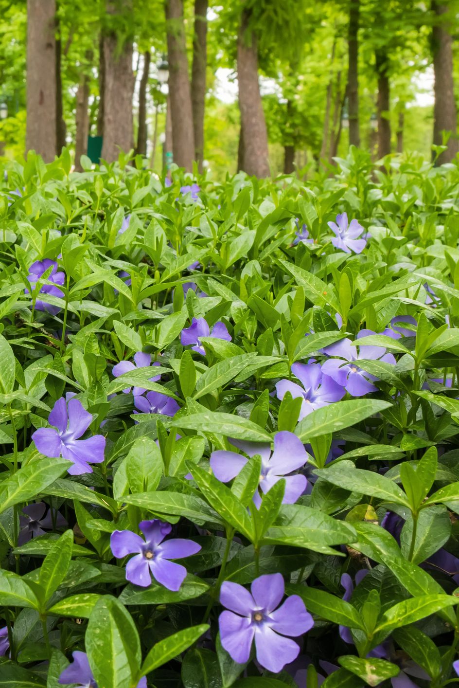 best shade perennials vinca