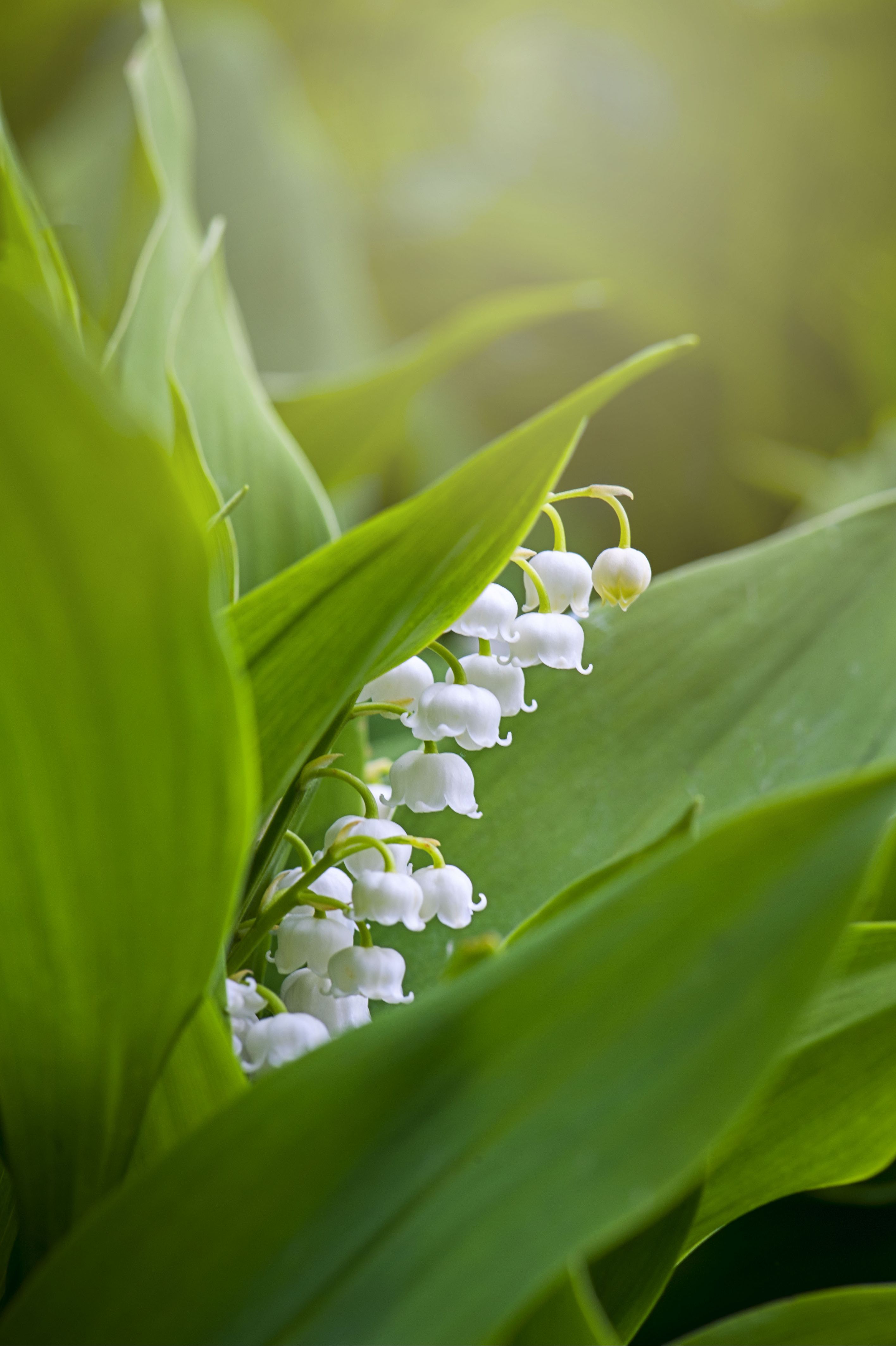 close up image of the spring flowering