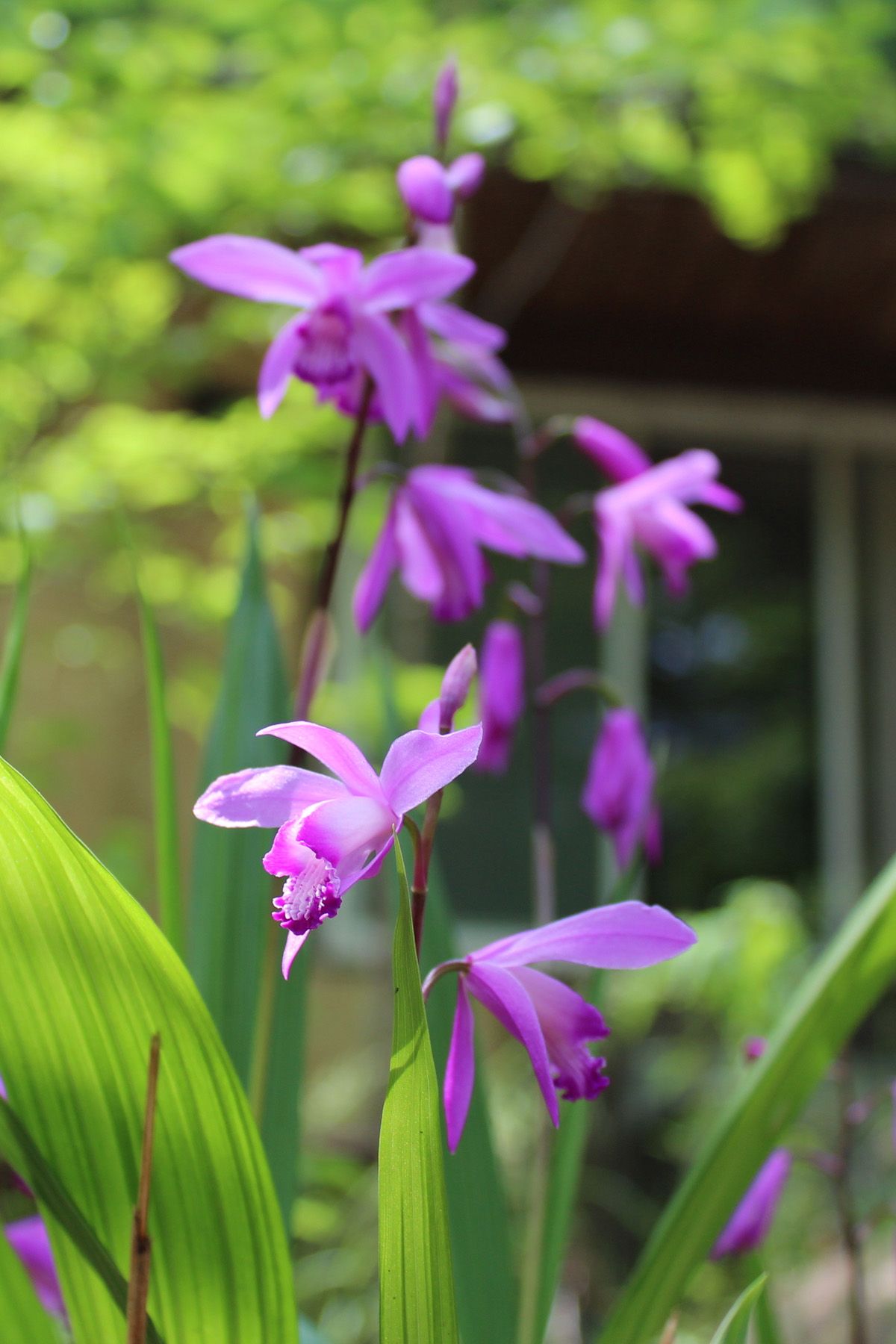 bletilla shade perennials backyard garden