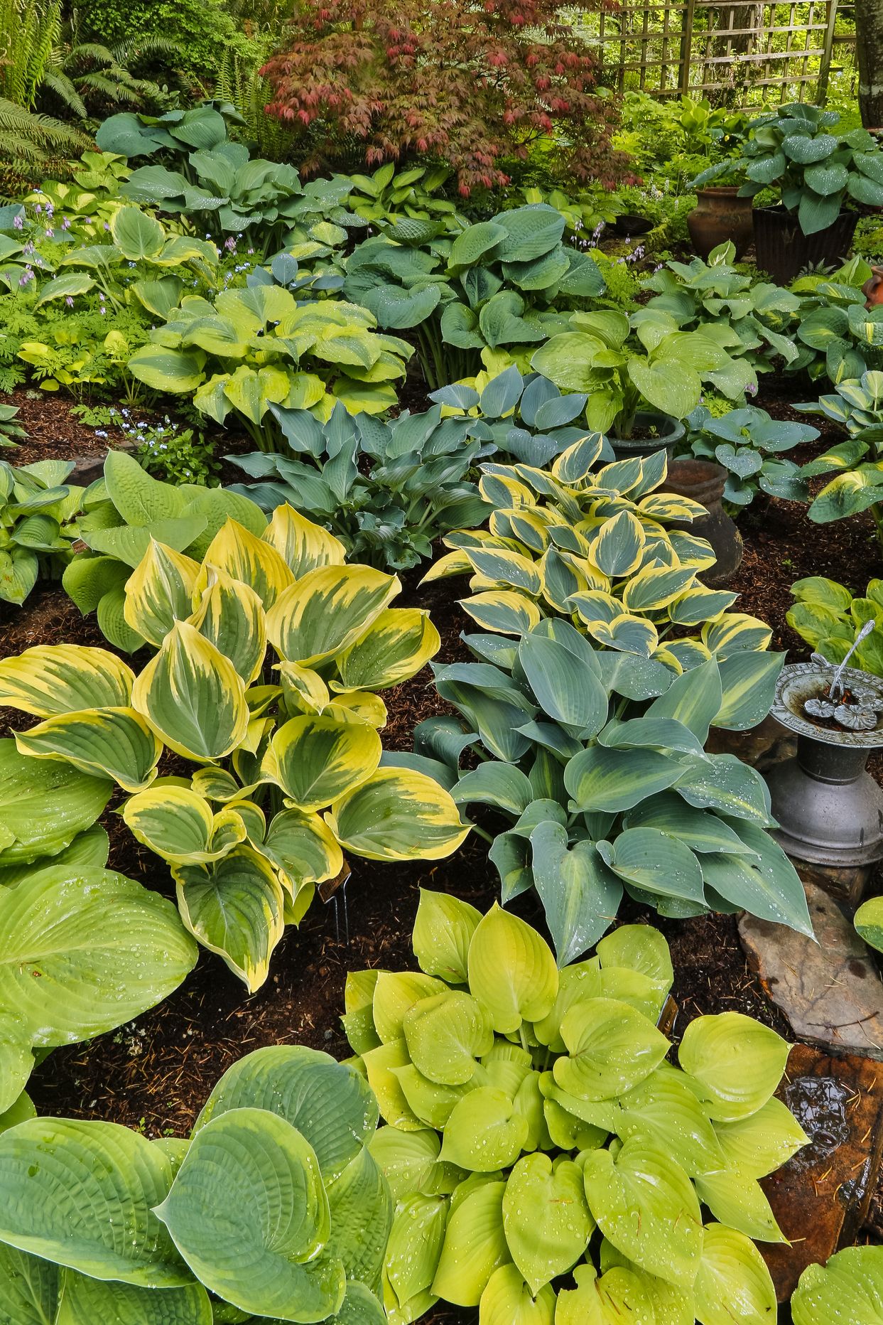 best shade perennials hosta