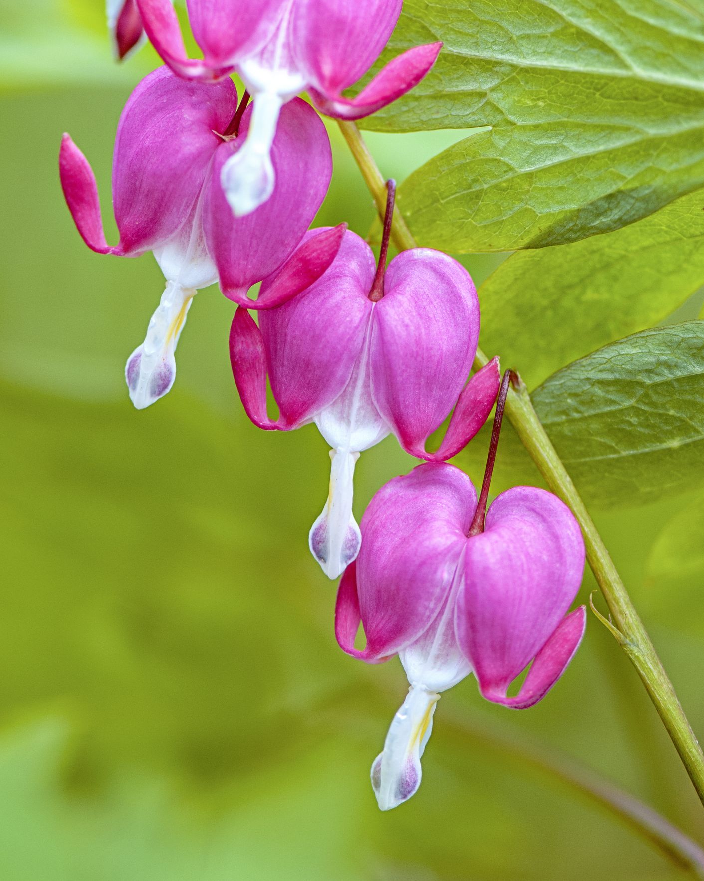 best shade perennials bleeding heart