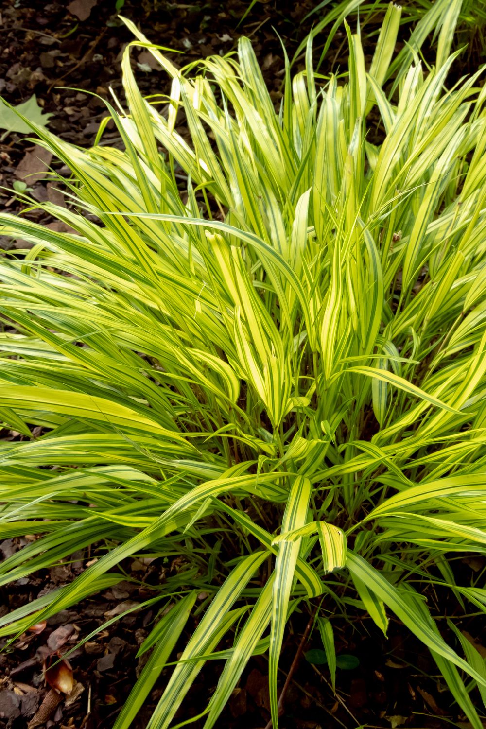 best shade perennials hakonechloa