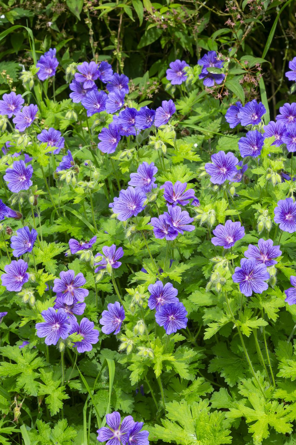 best shade perennials perennial geranium