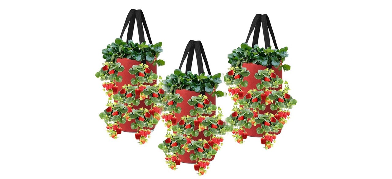 Arlmont & Co Hanging Tomato Grow Kit