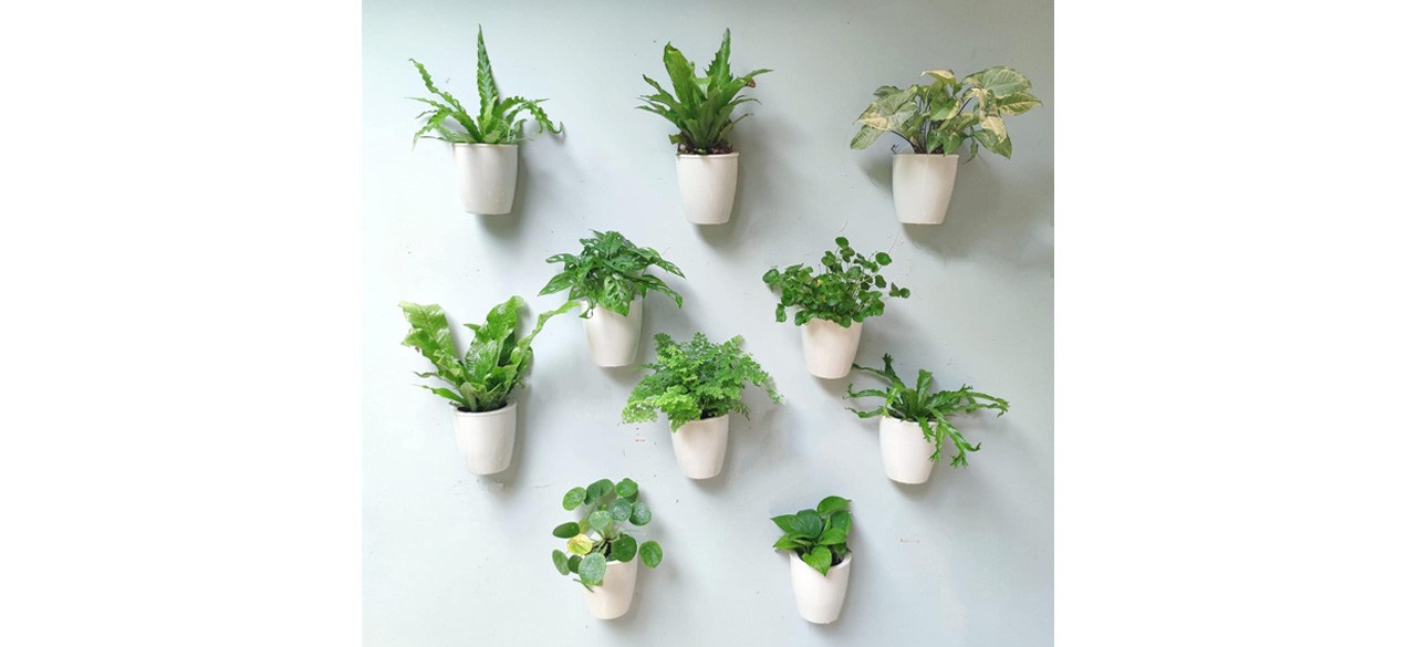 LaLaGreen Wall Mounted Planters 10-Pack