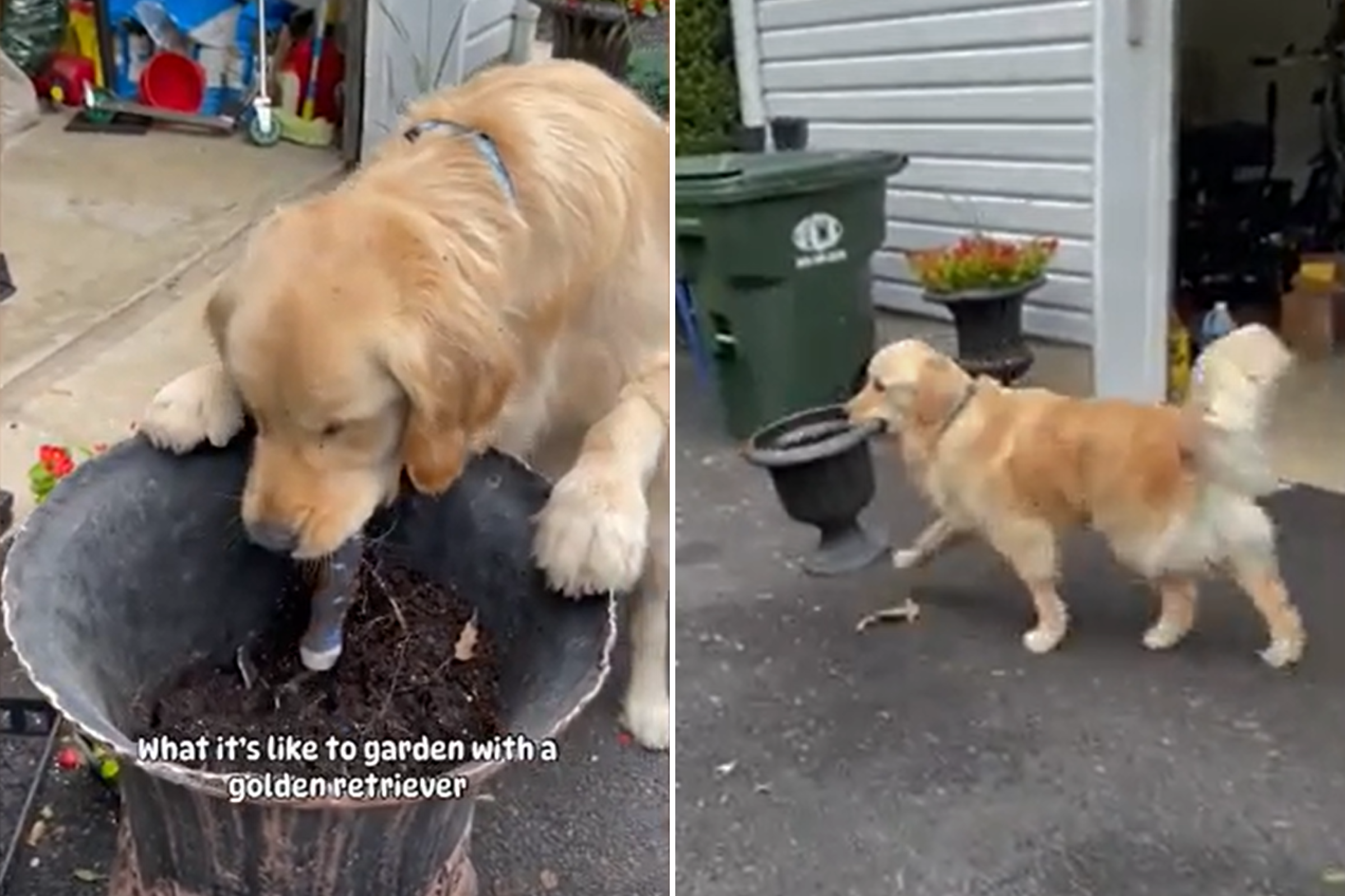 Golden retriever gardening