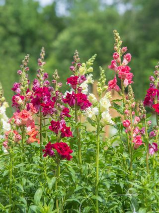 Snapdragon, Madame Butterfly Mix Hybrid