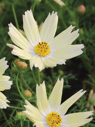 Cosmos Seeds