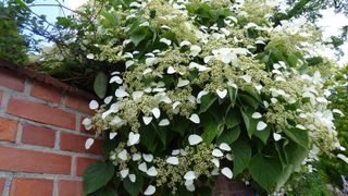 White climbing hydrangea on brick wall