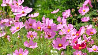 Bright pink cosmos flowers in a bright garden