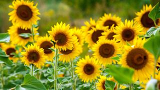 A selection of sunflowers in a well-lit garden