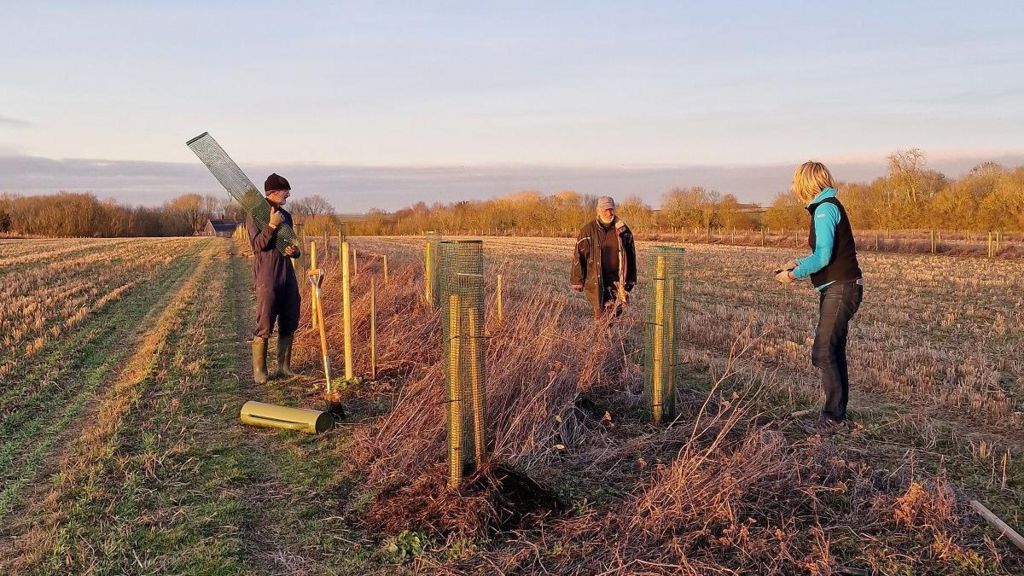 Two men and one woman planting cobnut tree saplings in a strip in the middle of an arable field , Hope Farm 2023