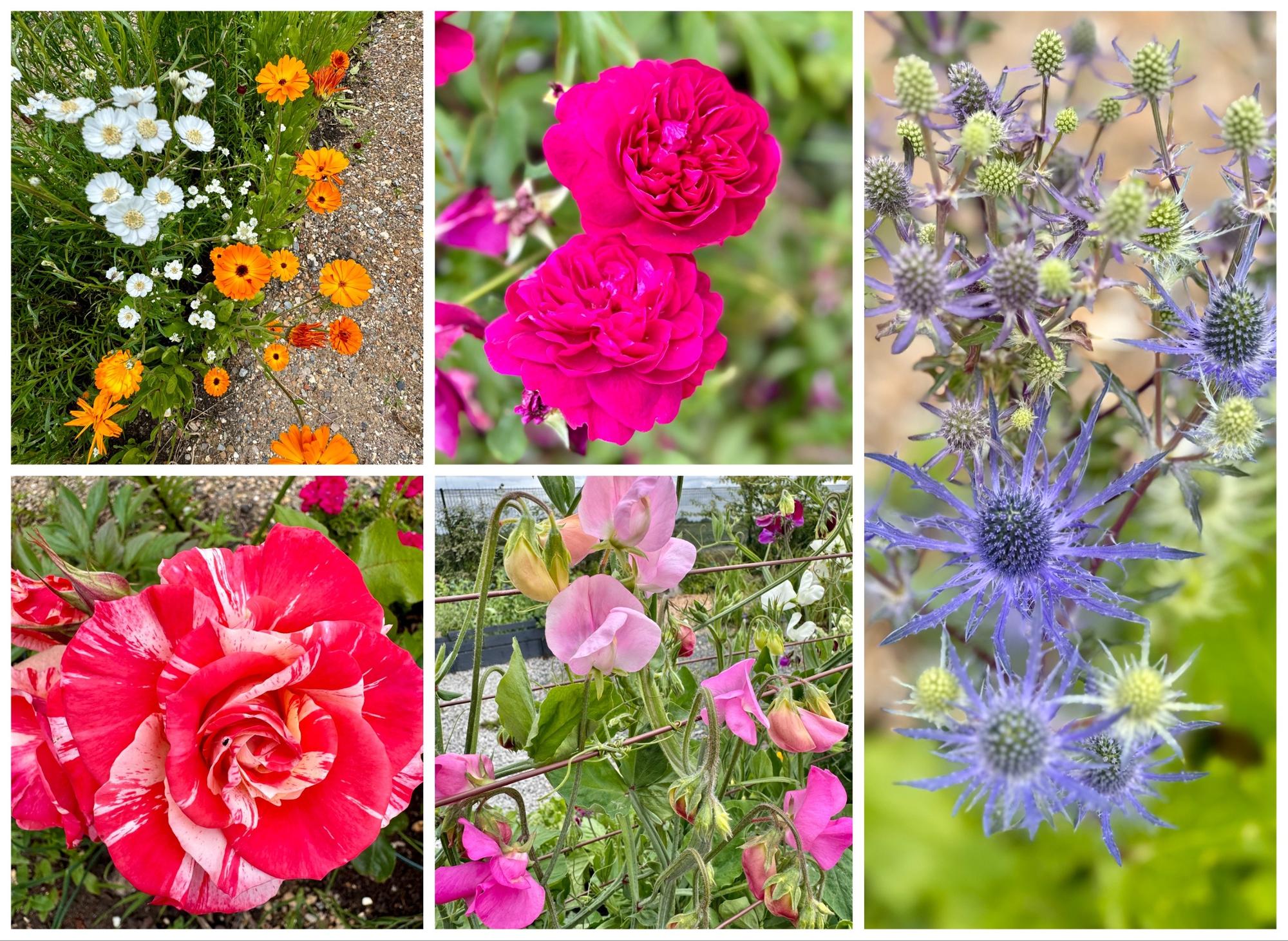 There's plenty of jobs to do in the garden this July.