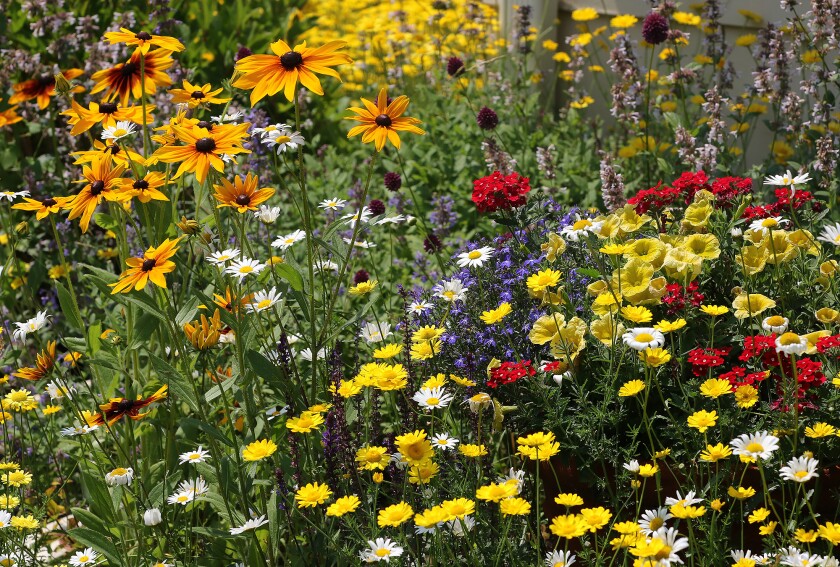 garden tour koenig colors 070924.jpg