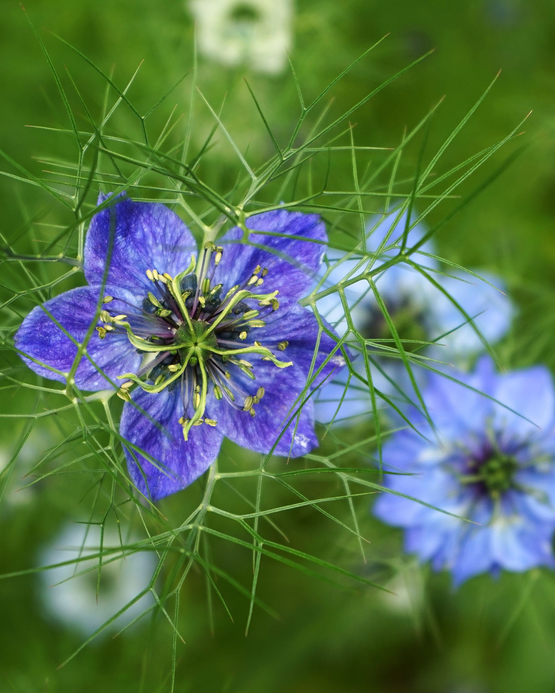 close up of purple flowering plant