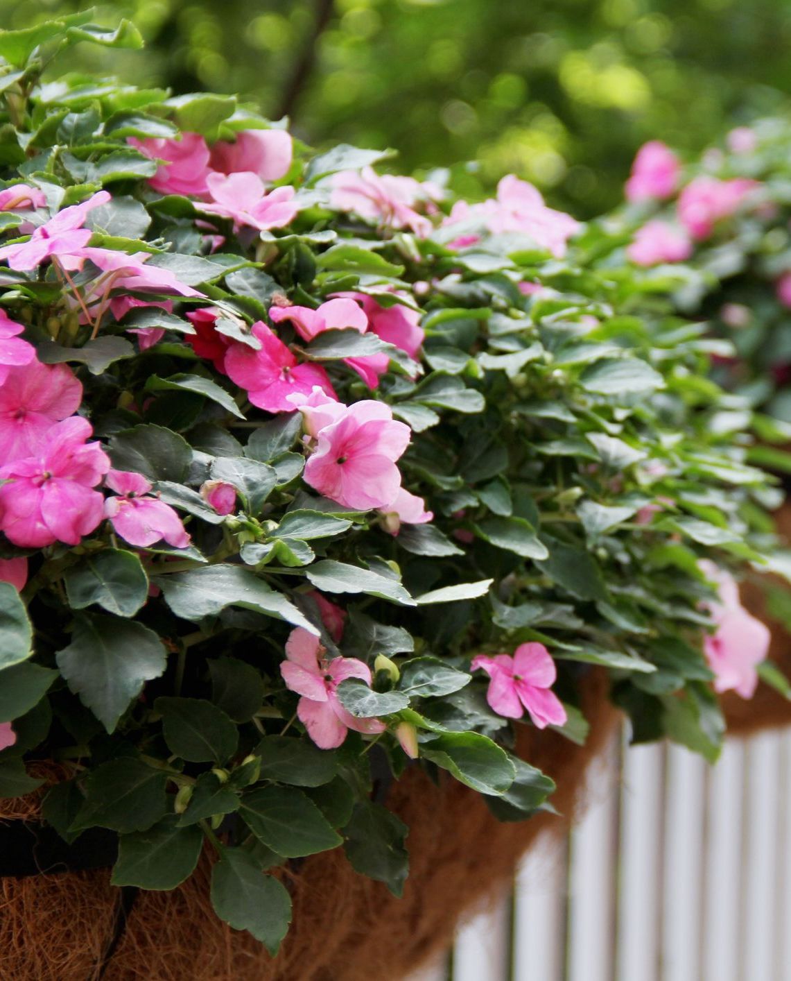 pink impatiens, a type of annual plant, blooming in hanging baskets on a white picket fence