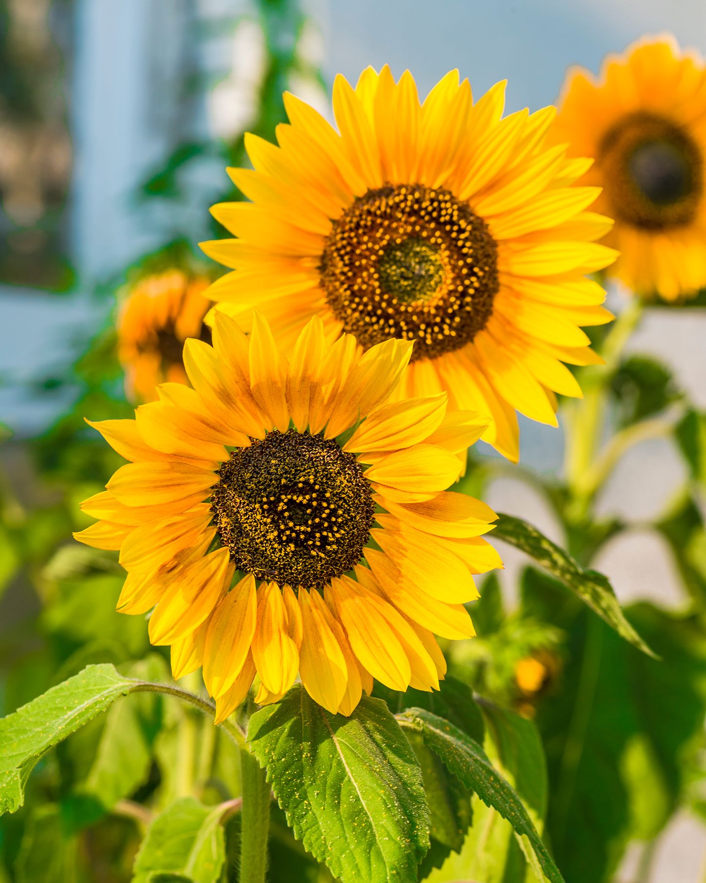 close up of two bright yellow sunflowers showing the tiny tubular flowers in the center that attract hummingbirds