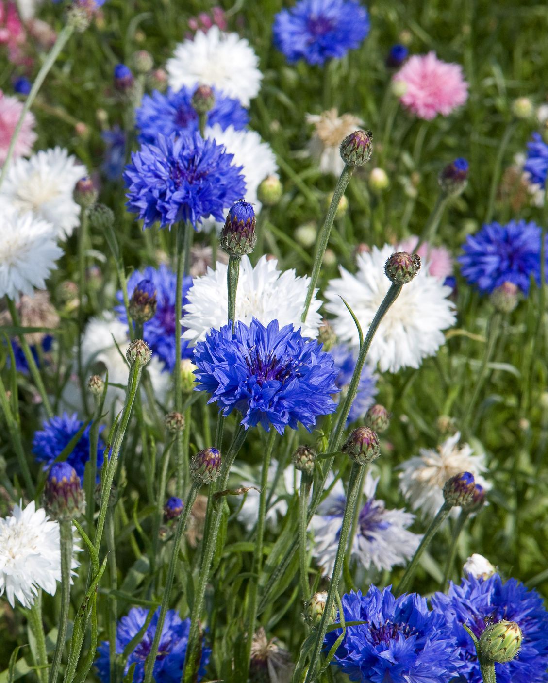 mixed cornflowers centaurea cyanus