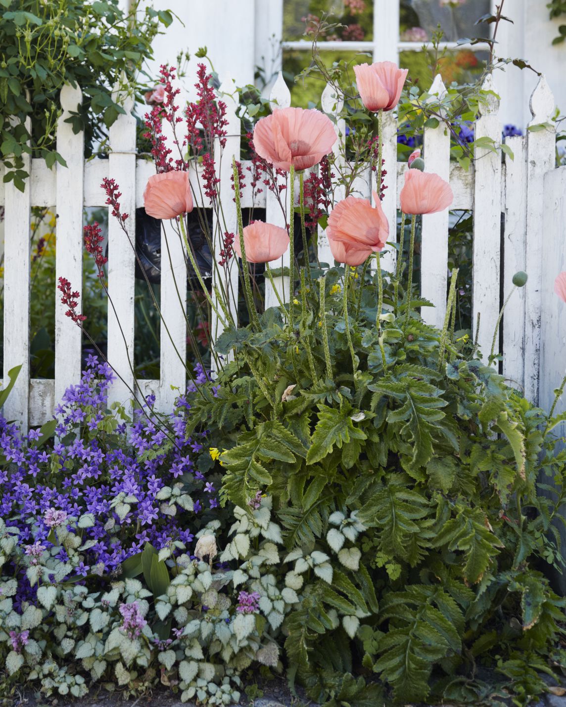 flowers in front garden