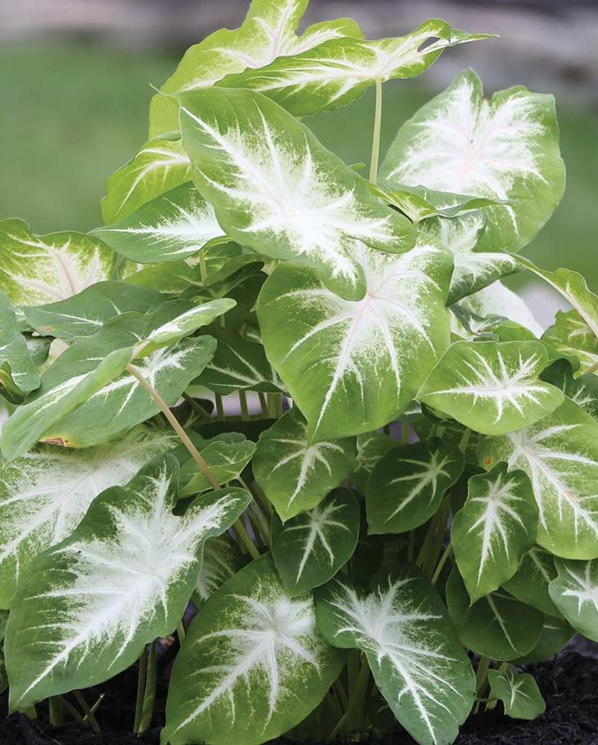 'Aaron' Caladium