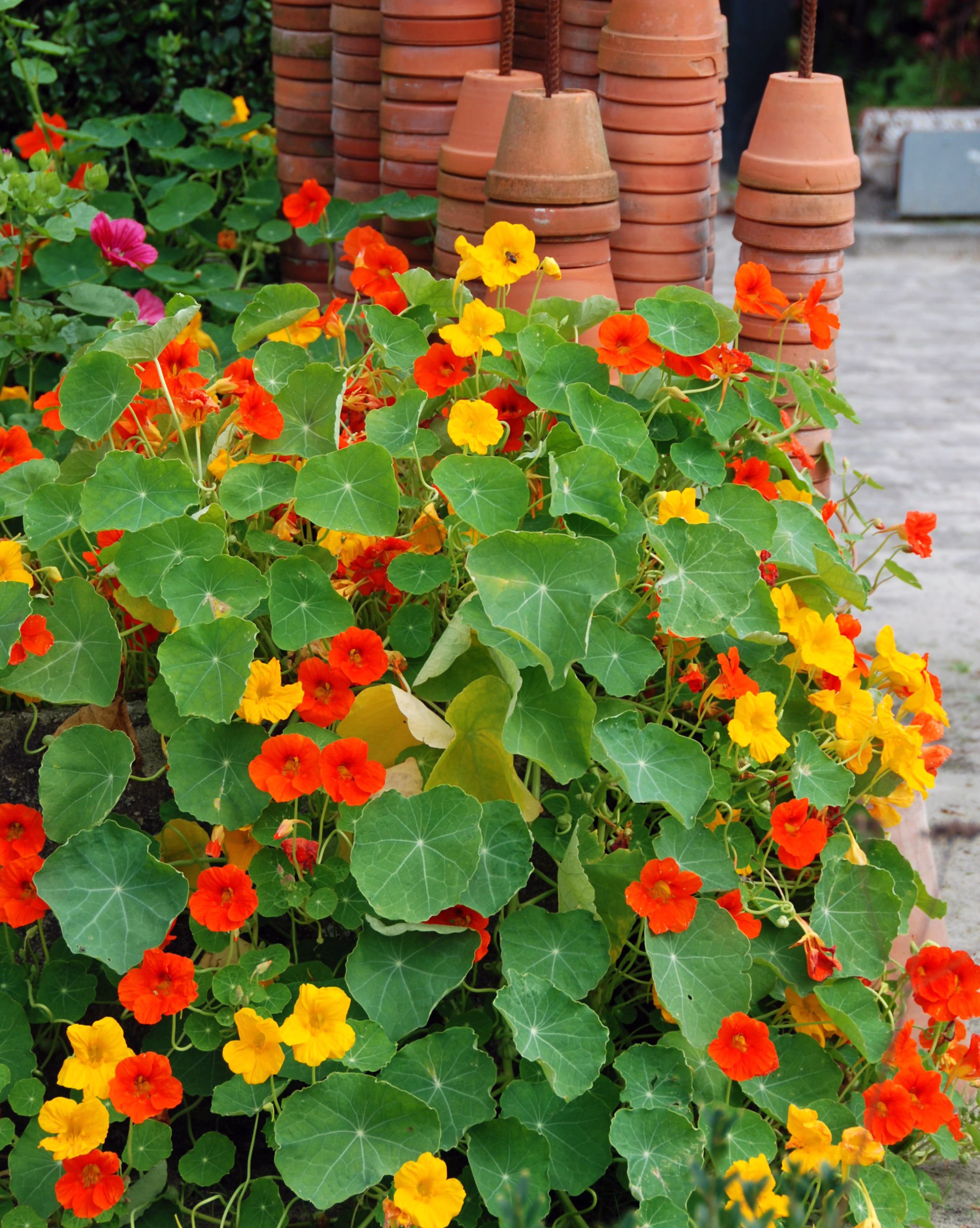 nasturtium growing in a flowerbed