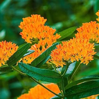 Clovers Garden Asclepias Tuberosa (butterfly Milkweed) Plants with orange flowers