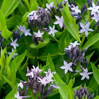 Amsonia 'blue Ice', Blue Star