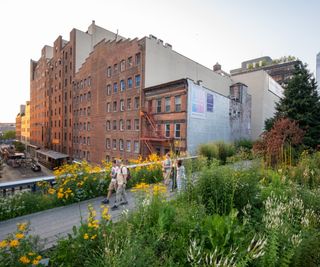 High Line in New York City with green planting and yellow flowers