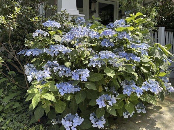 This image provided by Jessica Damiano shows a hydrangea plant in bloom on Long Island, New York on June 27, 2024. (Jessica Damiano via AP)